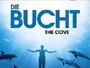 Die-Bucht-News.webp