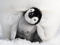 Die-Reise-der-Pinguine-2-News-02.jpg