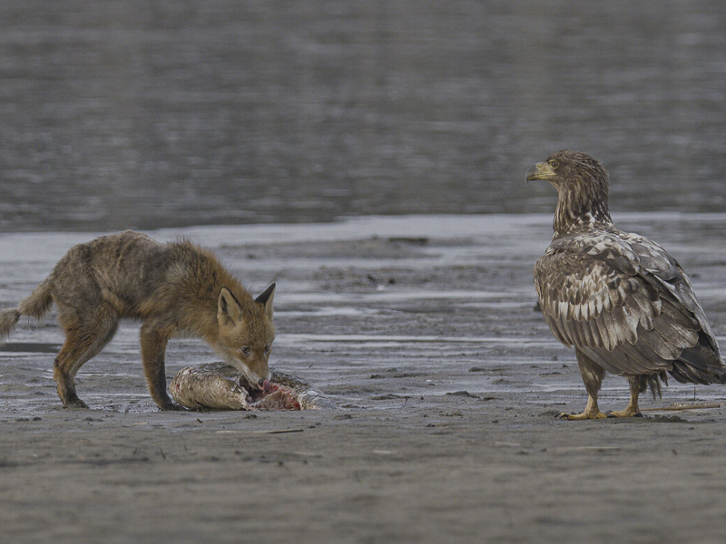 Die_geheime_Welt_der_Tiere_01.jpg