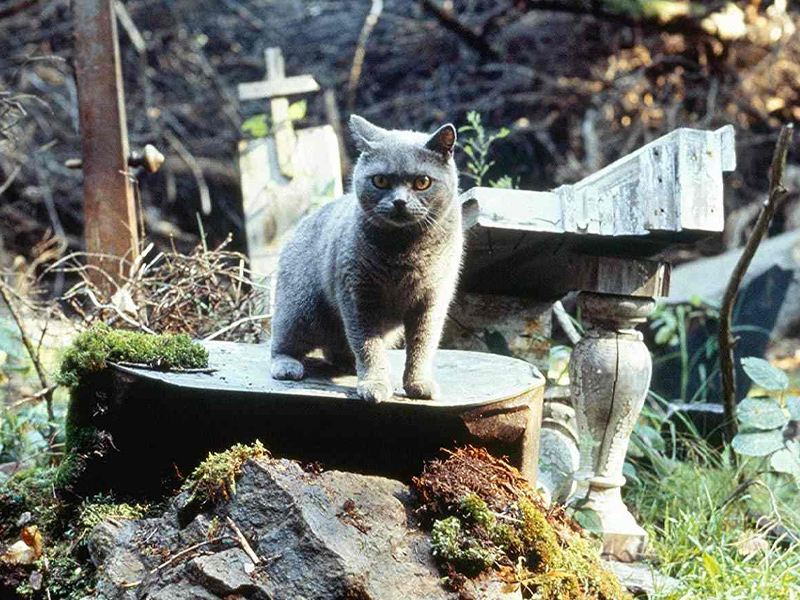 Friedhof_der_Kuscheltiere_1989_02.jpg