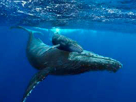 HumpbackWhale-Newsbild.webp