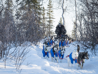 Iditarod-News-01.webp