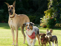Marmaduke-News01.webp