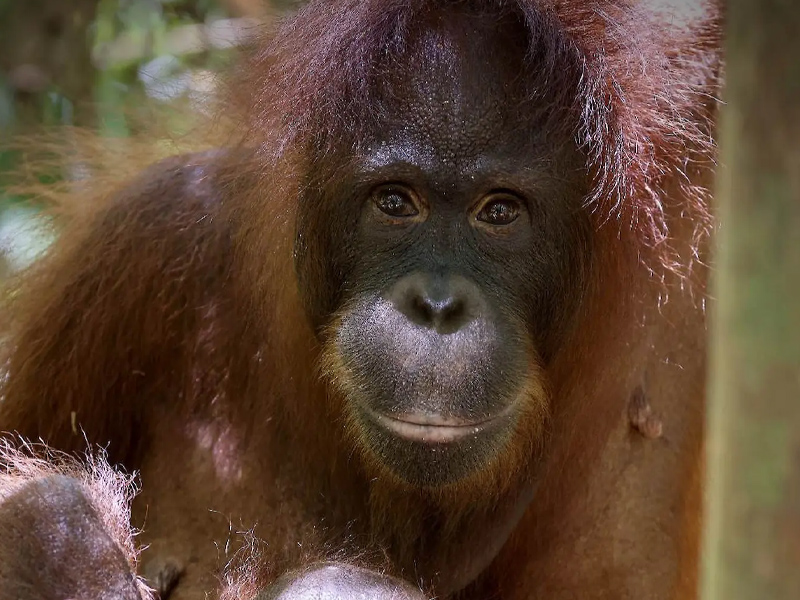 Orang_Utans_Die_unbekannten_Menschenaffen_01.jpg