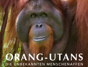Orang_Utans_Die_unbekannten_Menschenaffen_News.webp