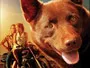 Red-Dog-News.webp