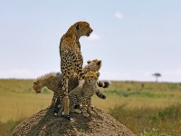 Serengeti-News-01.jpg