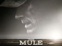 The-Mule-2018-News.webp The-Mule-2018-News.webp