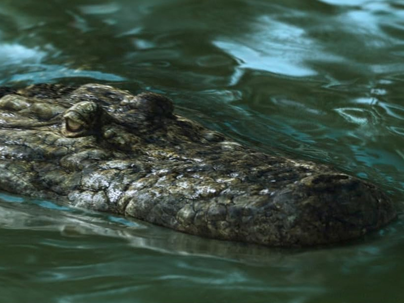The_Bayou_02.jpg The_Bayou_02.jpg
