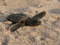 Tortuga-News-01.jpg