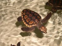 Tortuga-News-02.jpg