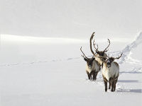 Unsere-Wildnis-News-01.webp
