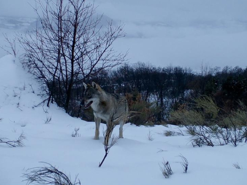 Wolf_Walk_Auf_der_Spur_der_Woelfe_01.jpg