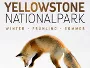 Yellowstone-Nationalpark-2018-News.webp