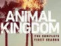 animal-kingdom-newslogo.webp