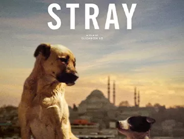 stray_unterwegs_mit_hundeaugen_news.webp