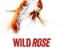 wild_rose_news.webp