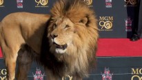 MGM-Löwe verewigt sich vor Chinese Theatre in Los Angeles