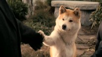 Hachiko - Eine wunderbare Freundschaft