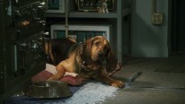 Cats & Dogs 2 - Die Rache der Kitty Kahlohr