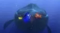 Findet Nemo 3D (Blu-ray 3D)