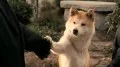 Hachiko - Eine wunderbare Freundschaft