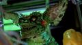 Gremlins 2 - Die Rückkehr der kleinen Monster (Limited Hartbox Edition)