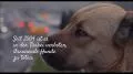 Streuner - Unterwegs mit Hundeaugen Streuner - Unterwegs mit Hundeaugen