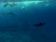 Hawaii - Paradies der Wale und Vulkane