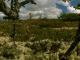 Die Wiese