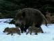 Wildschweine im Teutoburger Wald