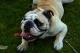 Labradormischling 'Ecki' / Bulldogge 'Tequila'