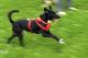 Labrador-Mischling 'Mogli' / Bulldogge 'Tequila'