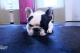 Bulldogge 'Bruno' / Schäferhündin 'Mona'