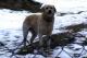 Labradormischling 'Ecki' / Dobermann-Sennenhund-Mischling 'Tyson'