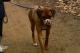Rhodesian Ridgeback-Dame 'Nia' / Schäferhündin 'Mona'