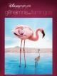 Das Geheimnis der Flamingos