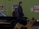 Dog Dean Afternoon
