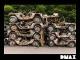 Steel Buddies - Stahlharte Geschäfte Staffel 1