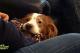 Sorgenkind Balou / Aggressiver Pituka