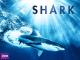 Shark Season 1 [OV]