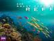 Das Great Barrier Reef [dt./OV]