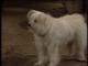 Look Who's Barking