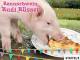 Rennschwein Rudi Rüssel - Staffel 3