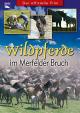 Wildpferde im Merfelder Bruch