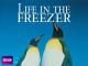 Life in the Freezer - Season 1 [OV]