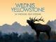 Wildnis Yellowstone - Im Wechsel der Extreme