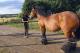 Stute 'Liesel' / Pferdepaar 'Harry' und 'Kathlene'