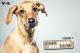 Mein Hunddein Hund (Staffel 1)