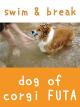 dog of corgi FUTA - swim & break [OV]